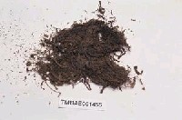 藏品(泥炭苔屬)的圖片